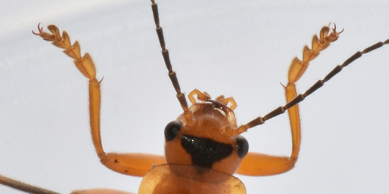 Cantharidae: Cantharis livida?  S !